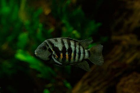 The 7 Best Convict Cichlid Tank Mates - Aquarium Tidings