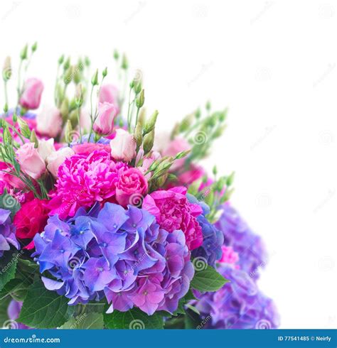 Bright Pink and Blue Flowers Stock Image - Image of petal, beautiful: 77541485