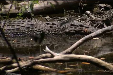 Tourist Missing, Feared Dead After Crocodile Attack in Australia - NBC News