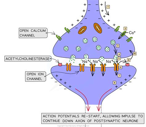 Synapse Diagram Gcse