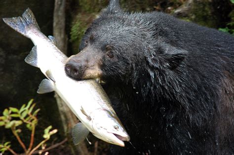 File:Black bear with salmon.jpg - Wikipedia