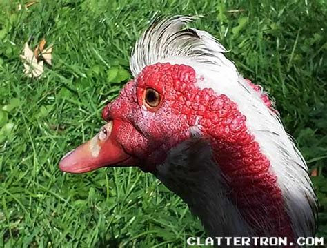 Meet Durkey, the Turkey Duck [Photos]