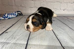 Beaglier Puppies for Sale from Reputable Dog Breeders