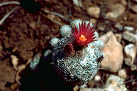 Free picture: pincushion, cactus