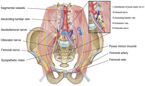 Genitofemoral Nerve Psoas