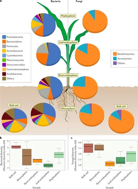 Review: Plant–microbiome interactions: from community assembly to plant health (Nat. Rev ...