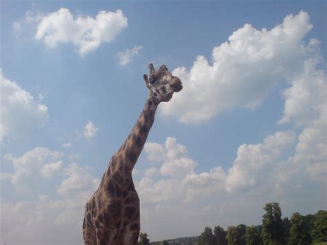 Why a Giraffe's Neck Is Long - HubPages