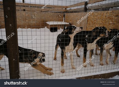 Concept Adoption Lost Abandoned Animals Shelter Stock Photo 2240744883 ...