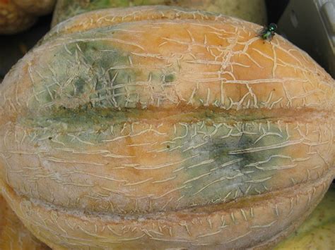 Melon Fruit Symptoms | Cornell Vegetables