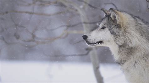 Wolves In Snow Wallpapers - Wallpaper Cave