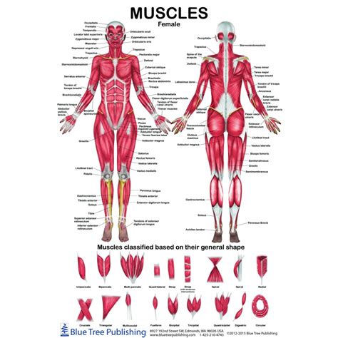 Muscles Of The Arm Laminated Anatomy Chart Human Muscle Anatomy Neck ...