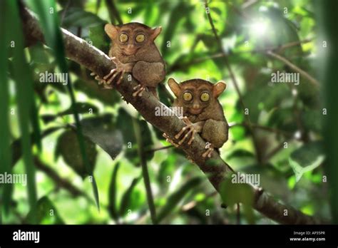 Tarsier, Chocolate Hills, Bohol Island, Visayas, Philippines Stock Photo - Alamy