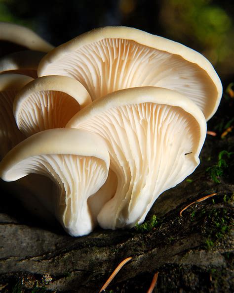 Oyster Mushrooms (Pleurotus ostreatus) | Curbstone Valley