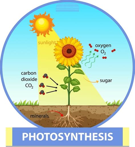 Diagram Photosynthesis Royalty-Free Images, Stock Photos & Pictures ...