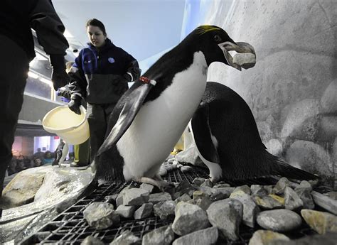 Tennessee Aquarium penguins go gaga for nesting rocks | Chattanooga ...