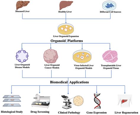 Bioengineering | Free Full-Text | Bioengineering Liver Organoids for Diseases Modelling and ...