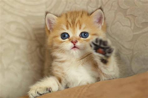 kitty high five - Kittens Photo (41526734) - Fanpop