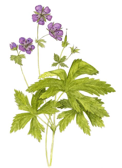 Wildflower of the Year 2020 Wild Geranium (Geranium maculatum) - Virginia Native Plant Society