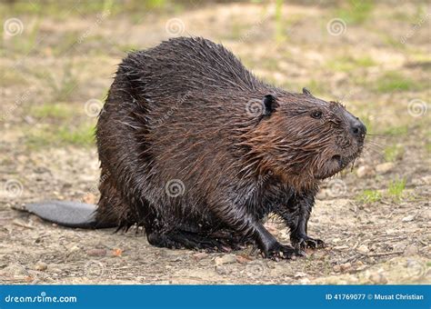 North American Beaver On Ground Stock Photo - Image: 41769077