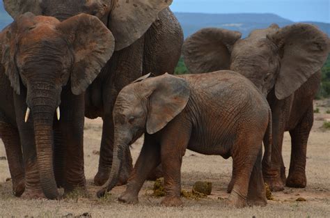 1920x1080 wallpaper | elephant herd | Peakpx