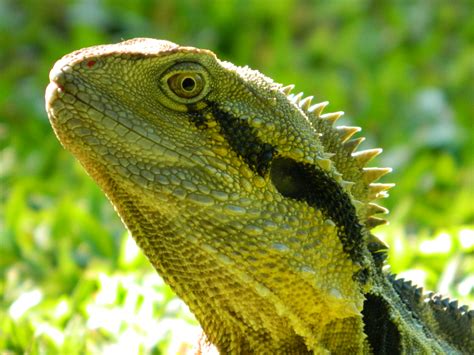 Download Lizard Animal Water Dragon 4k Ultra HD Wallpaper