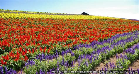 ทุ่งดอกไม้กามิฟูราโน่ Flower Land Kamifurano | TalonJapan.com – ไปตะลอน ...