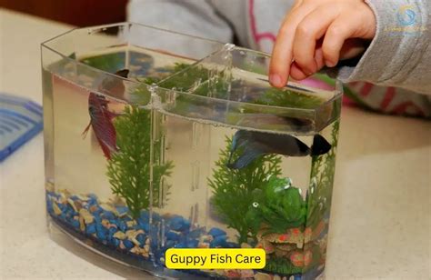 Guppy Fish Care Guide: Tips for Keeping Healthy Guppies - Living with Fish