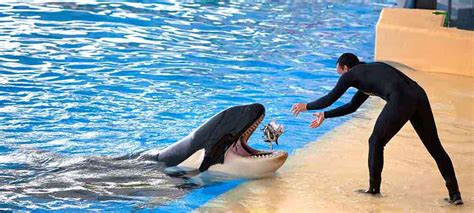 Dubai Dolphinarium - Timings, Tickets, Location & Offers