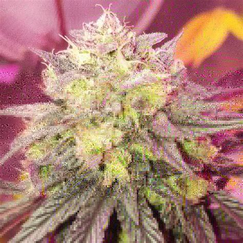 OG Kush - buy OG Kush feminized seeds online - Humboldt Seed Organization