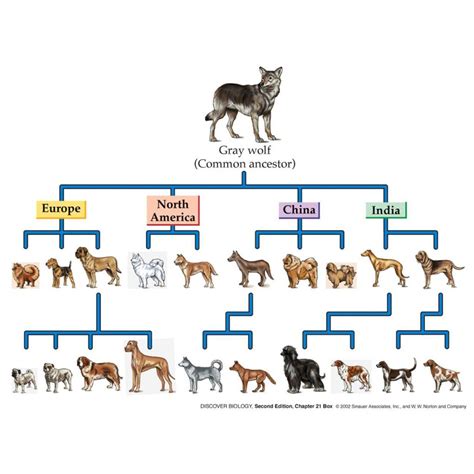 10 Key Difference between Heterosis and Inbreeding Depression - Core Differences