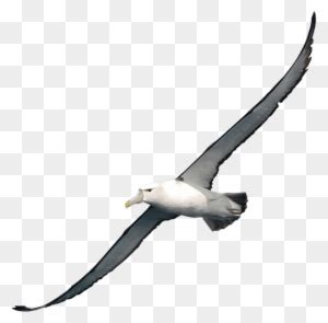 Orville The Albatross Flies Bernard And Bianca Around - Albatross Cartoon - Free Transparent PNG ...