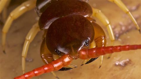 Deadly component of centipede venom identified | Research | Chemistry World