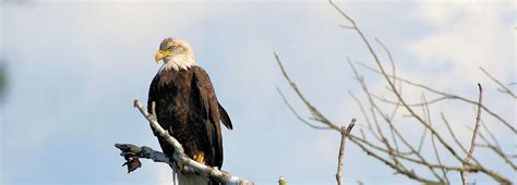 Eagle Viewing in Squamish & Brackendale, BC | Tourism Squamish