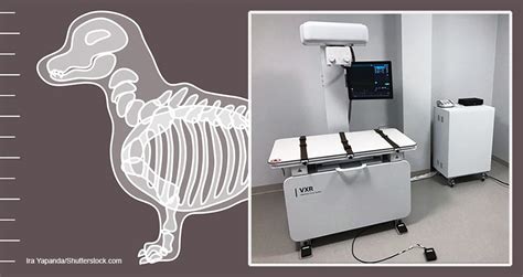 Fujifilm Launches VXR Veterinary X-Ray Room - Today's Veterinary Business