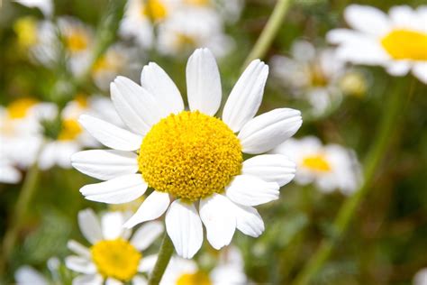 La margarita, belleza y mucho más para el jardín | Consumer