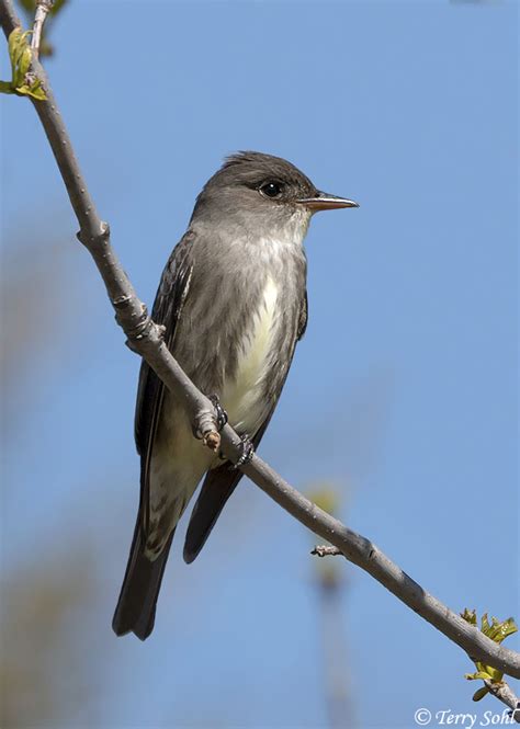 Olive-sided Flycatcher Photos - Photographs - Pictures