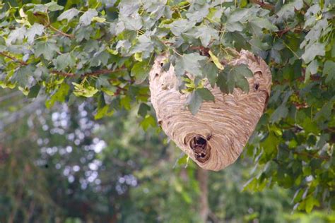 Massive hornets’ nest a looming threat in Westerleigh - silive.com