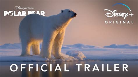 Official Trailer | Disneynature’s Polar Bear | Disney+ - YouTube