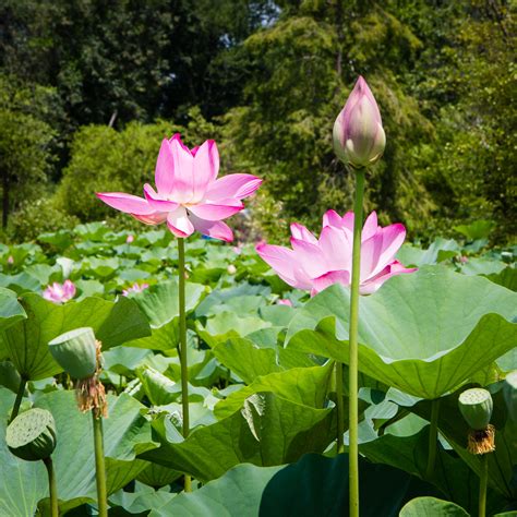 Lotus Blossom | Kenilworth Aquatic Gardens - Washington, DC … | Flickr