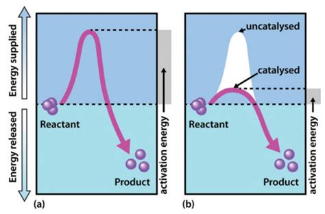 Chapter 7: Catalytic Mechanisms of Enzymes – Chemistry