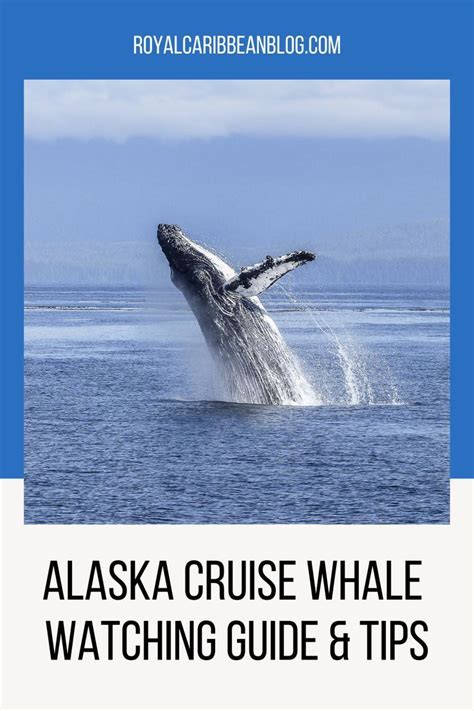 Deciding where to book a whale-watching excursion, what to bring with ...