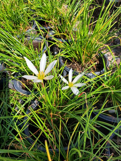WHITE RAIN LILY (Zephyranthes candida) - Treeland Nurseries
