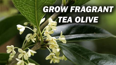 How to Grow and Care for Fragrant Tea Olive | Sweet Osmanthus - YouTube