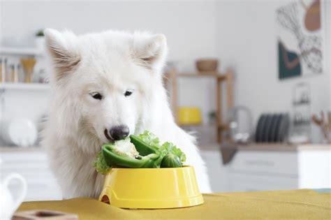 "The Vegan Dog Diet: Navigating the Benefits and Considerations for Your Furry Friend ...