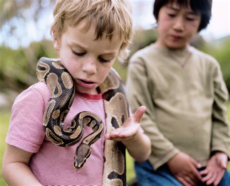 Do Ball Pythons Make Good Pets?