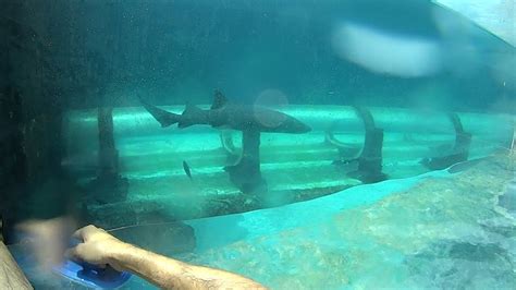 Shark Tank Water Slide at Atlantis - YouTube