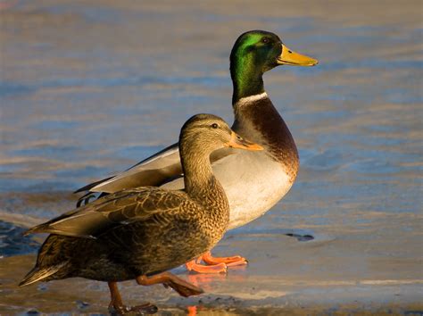 File:Male and Female mallard ducks.jpg - Wikipedia