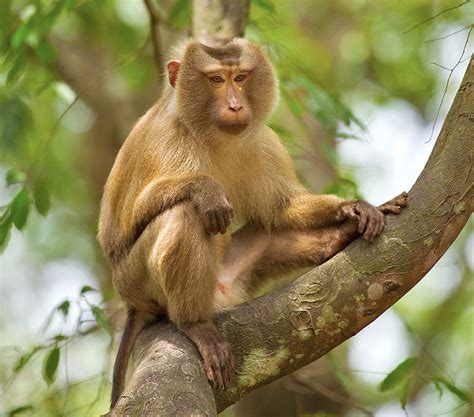 Northern Pig-tailed Macaque, Tripura | Conservation India