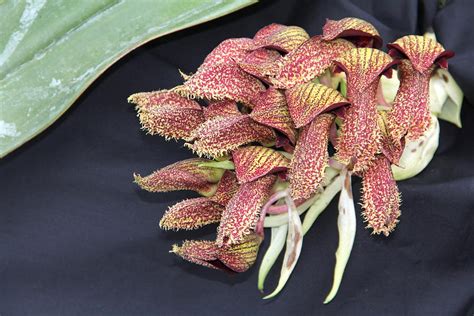 Bulbophyllum phalaenopsis 2 Photograph by Adam Kimpton - Fine Art America