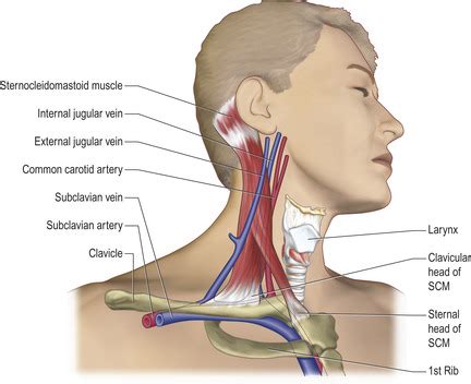 11. CENTRAL VENOUS CATHETER INSERTION | Basicmedical Key